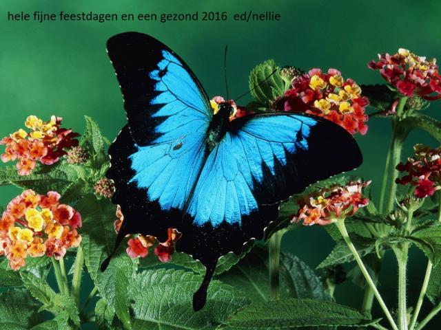 Fantastic-Butterfly…